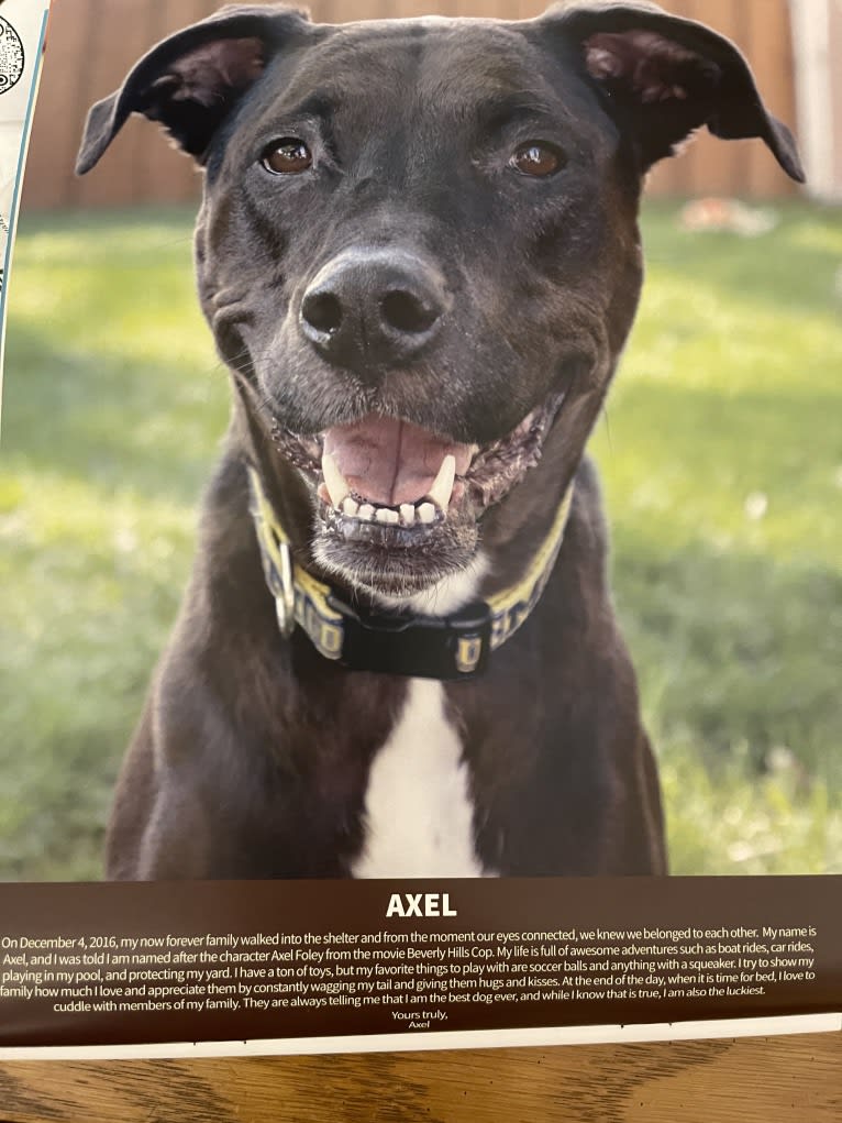 Axel, a Staffordshire Terrier and Rottweiler mix tested with EmbarkVet.com