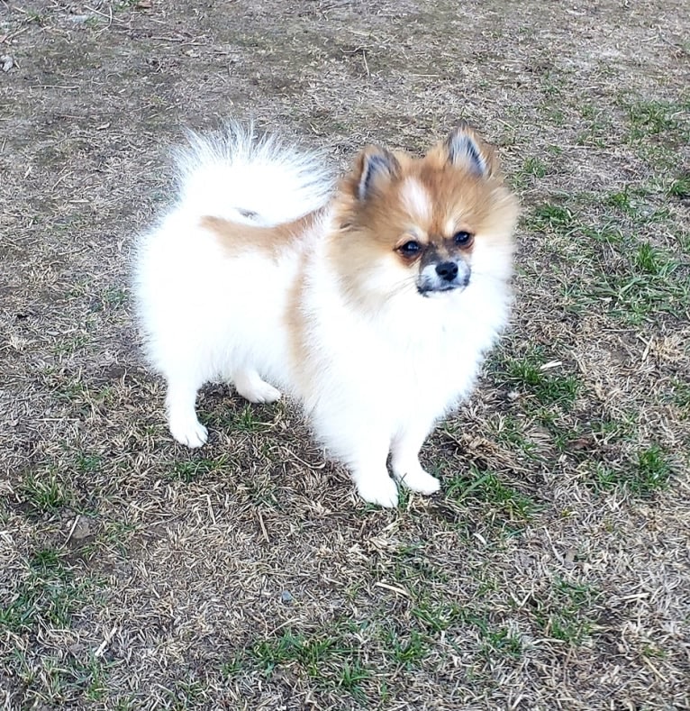 Pippin, a Pomeranian tested with EmbarkVet.com