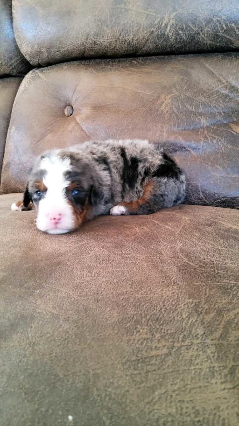 Theo, a Bernedoodle tested with EmbarkVet.com