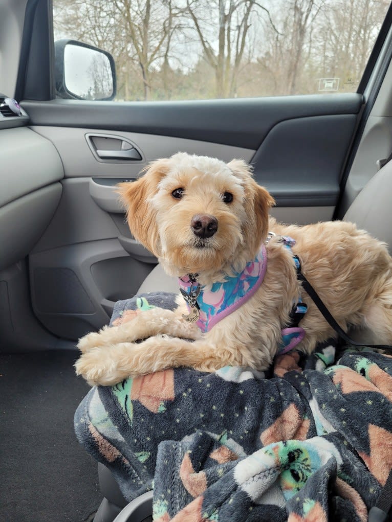 Sunnie, a Goldendoodle tested with EmbarkVet.com