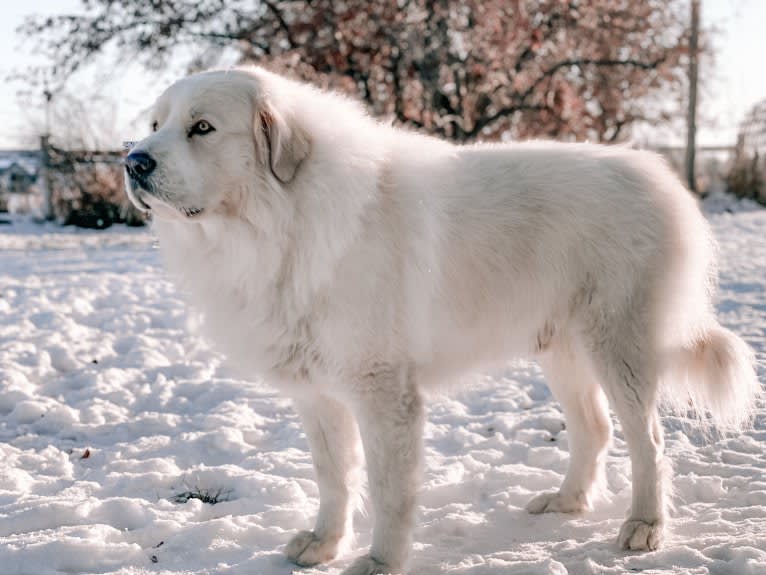 Easton, a Great Pyrenees tested with EmbarkVet.com