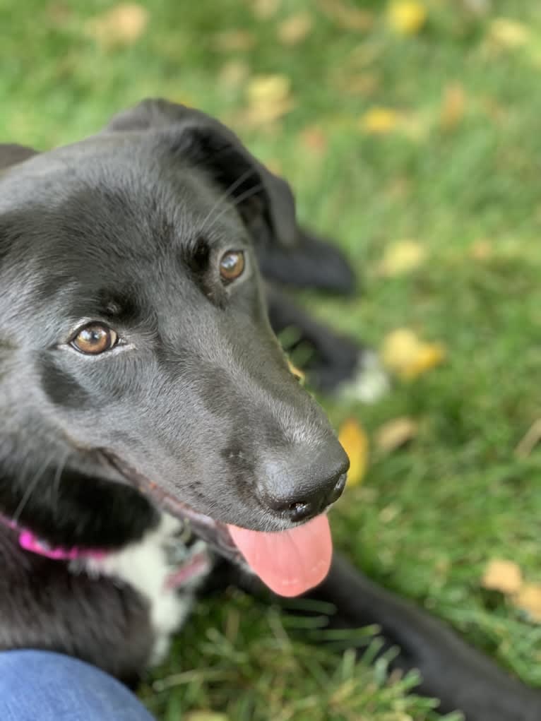 Keira Mason, an Australian Shepherd and Labrador Retriever mix tested with EmbarkVet.com