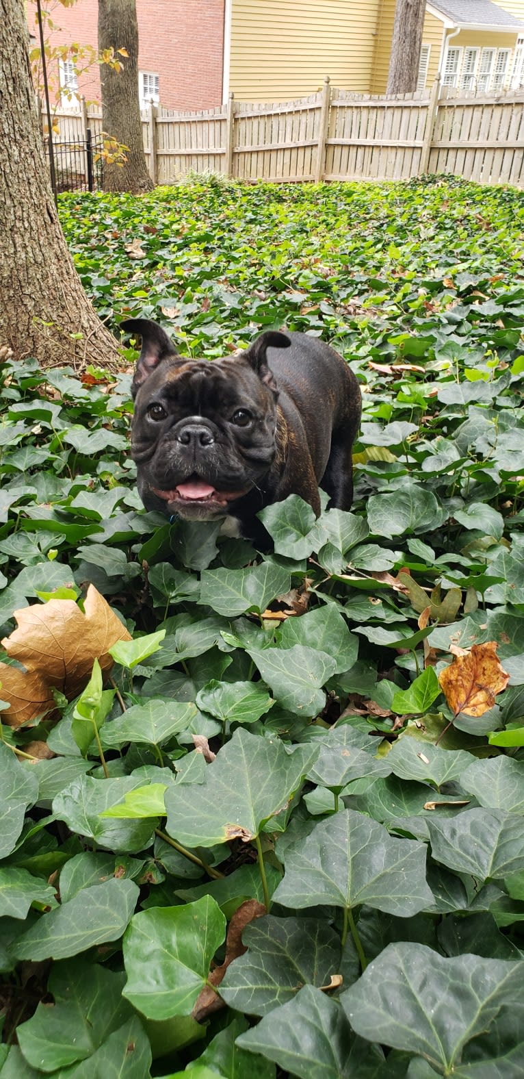 Eris, a French Bulldog and Bulldog mix tested with EmbarkVet.com