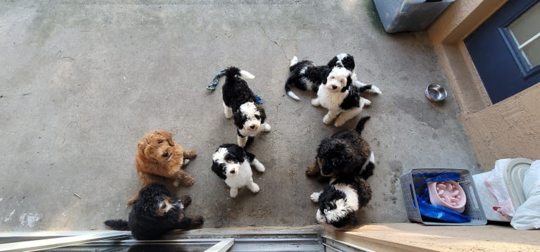 Ferdinand, a Bernedoodle tested with EmbarkVet.com