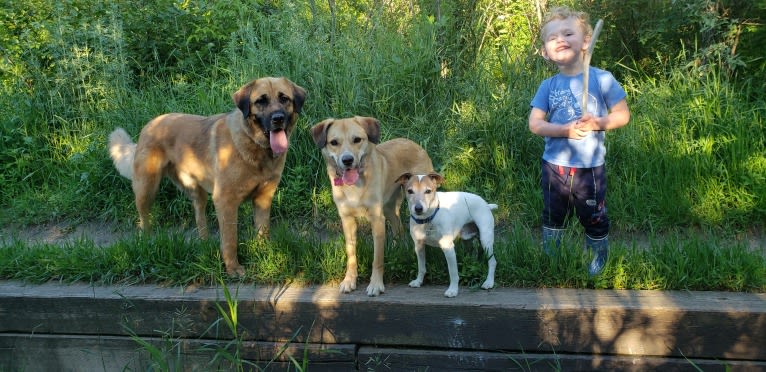 Honey, a Great Pyrenees and Rottweiler mix tested with EmbarkVet.com