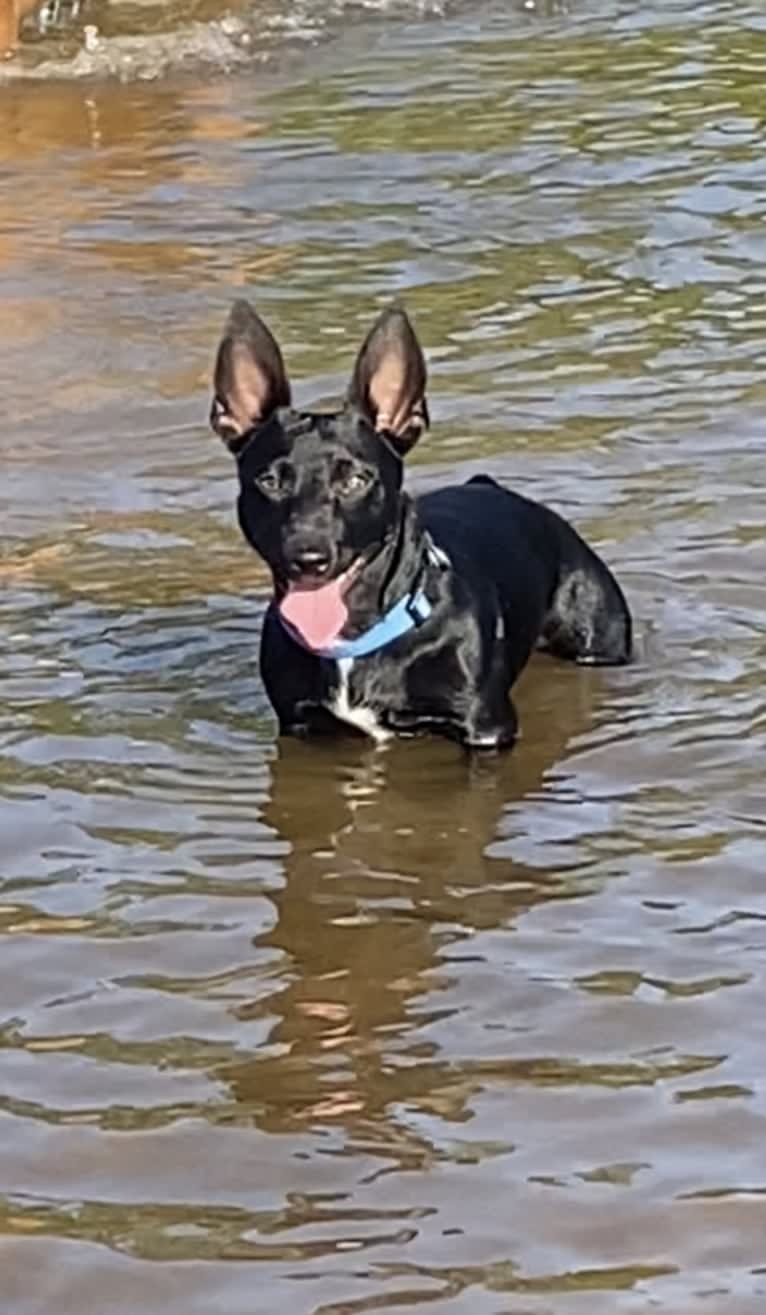 Shadow, a Rat Terrier tested with EmbarkVet.com