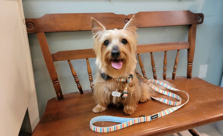 Eden, a Silky Terrier tested with EmbarkVet.com