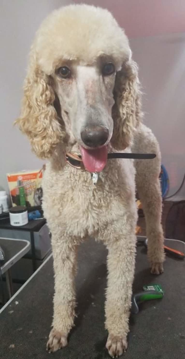 Denali, a Poodle (Standard) tested with EmbarkVet.com