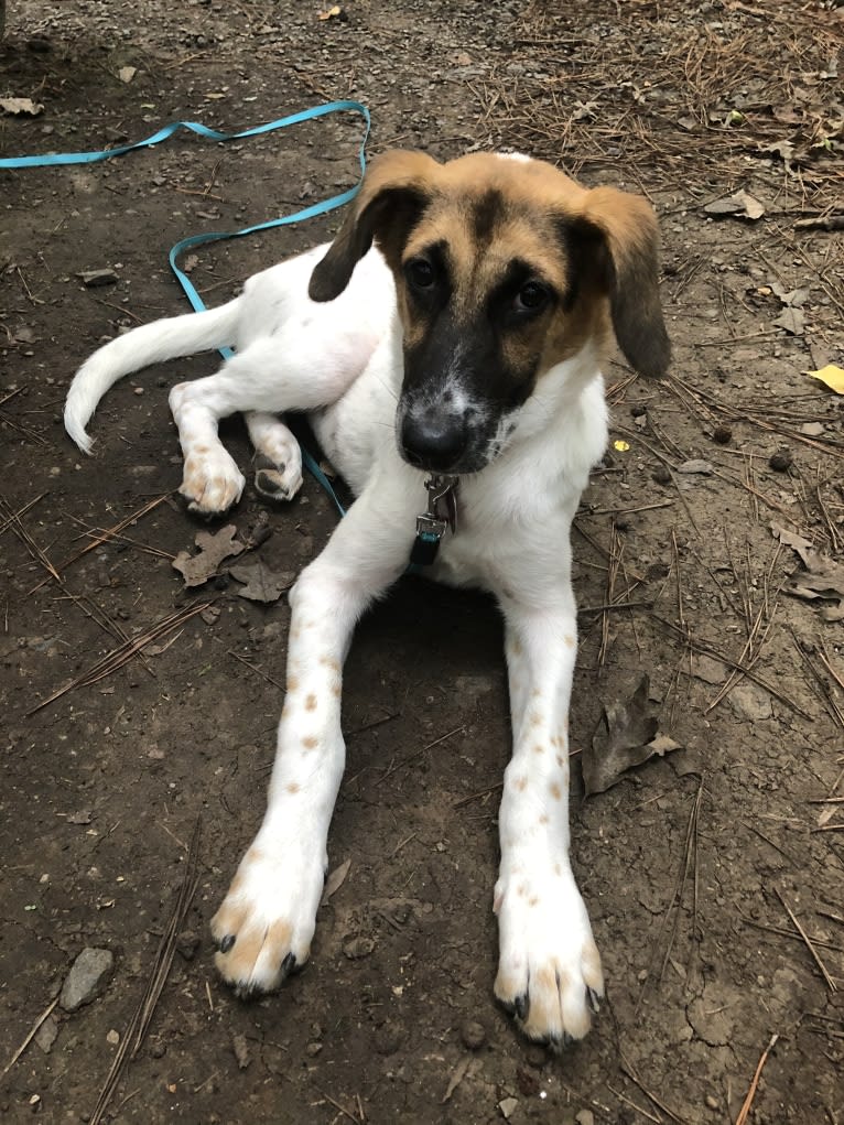 Zoe, a Labrador Retriever and American Foxhound mix tested with EmbarkVet.com