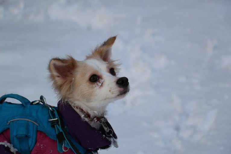 Lizzy (Eliza/Elizabeth), an Eastern European Village Dog and Pekingese mix tested with EmbarkVet.com