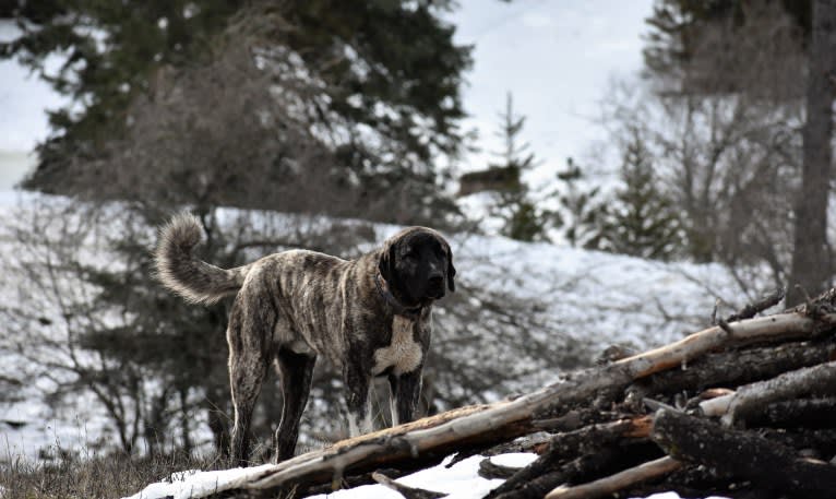 Sauron, an Anatolian Shepherd Dog tested with EmbarkVet.com