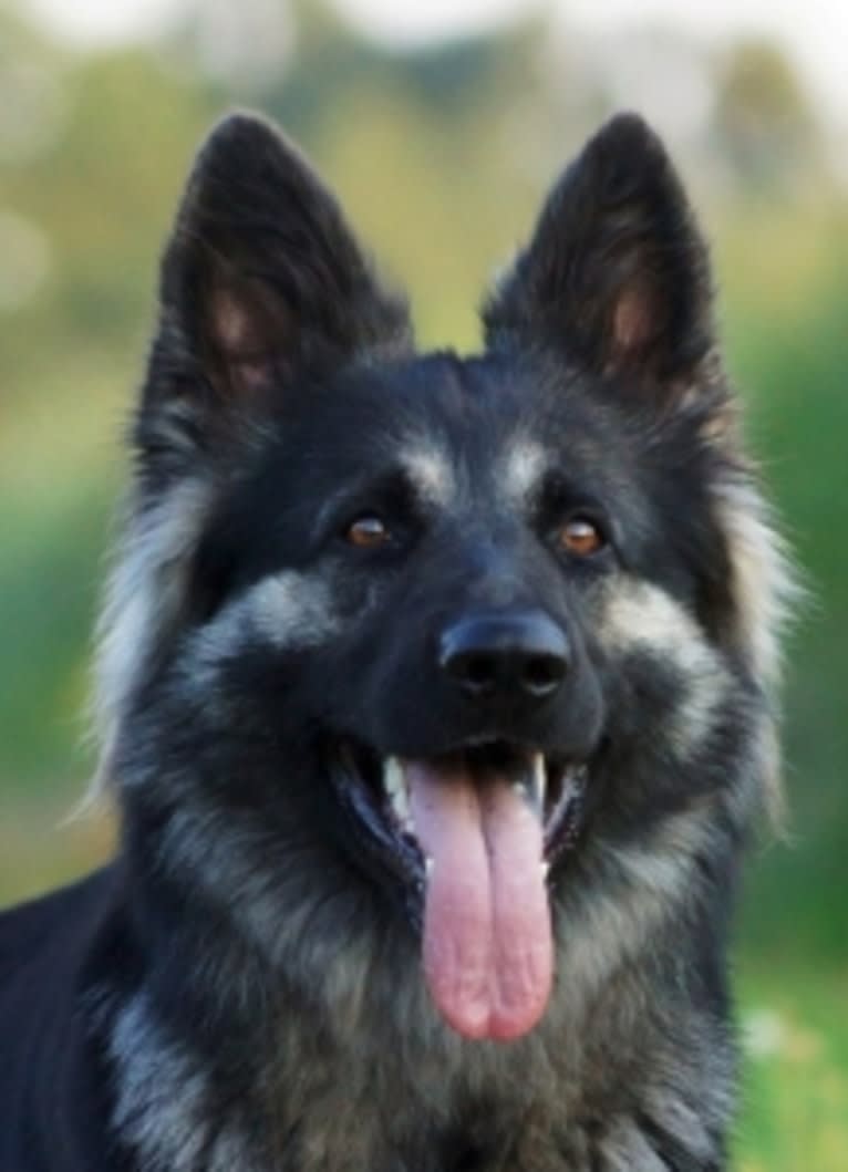 Evita-Mila van Dorpzicht, a German Shepherd Dog tested with EmbarkVet.com