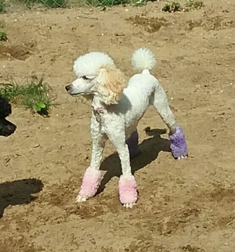 Penny, a Poodle tested with EmbarkVet.com
