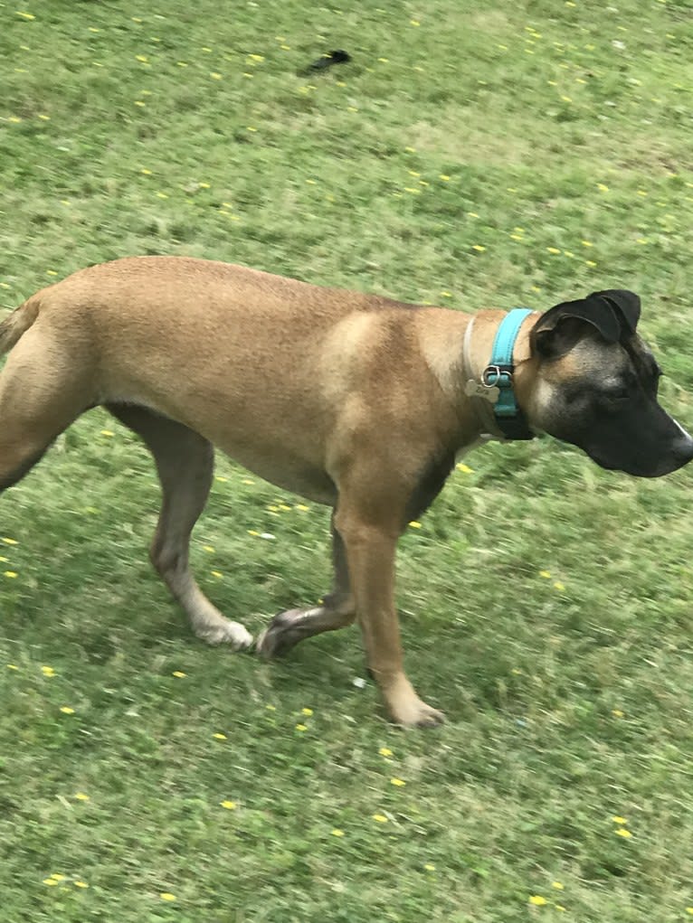 Zira, an American Pit Bull Terrier and German Shepherd Dog mix tested with EmbarkVet.com