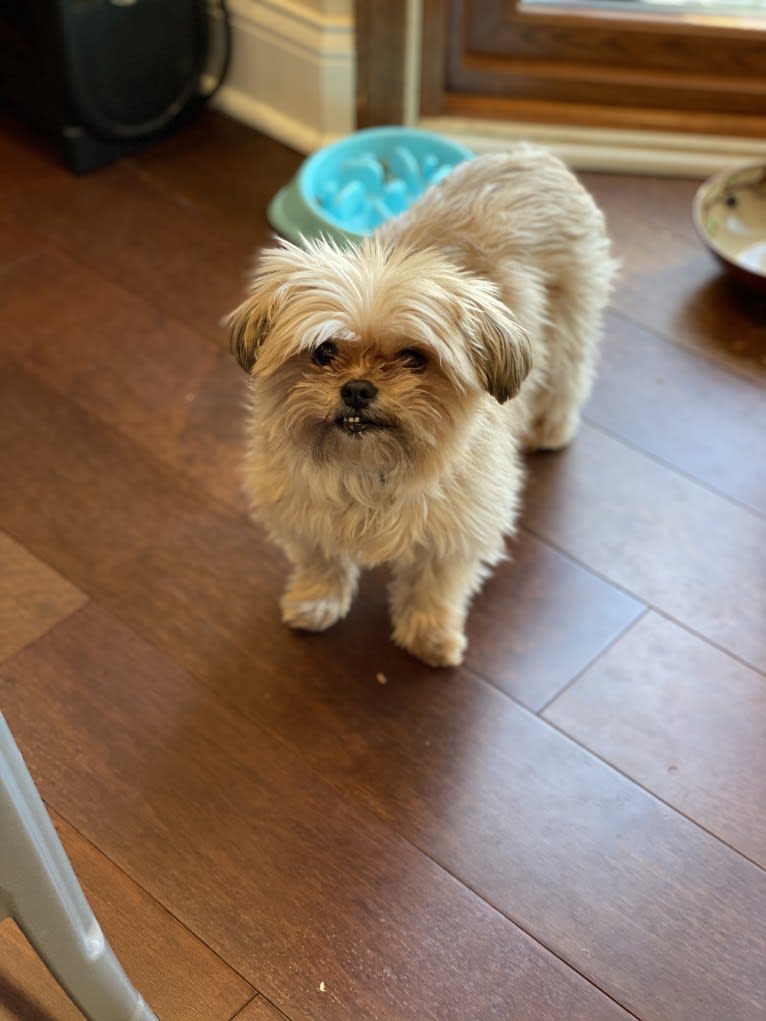 Buddy, a Yorkshire Terrier and Shih Tzu mix tested with EmbarkVet.com