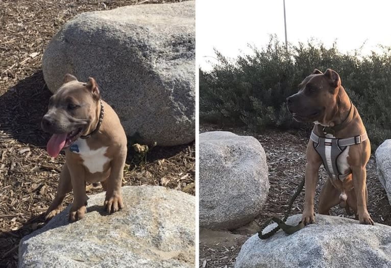 Storm King, an American Bully tested with EmbarkVet.com