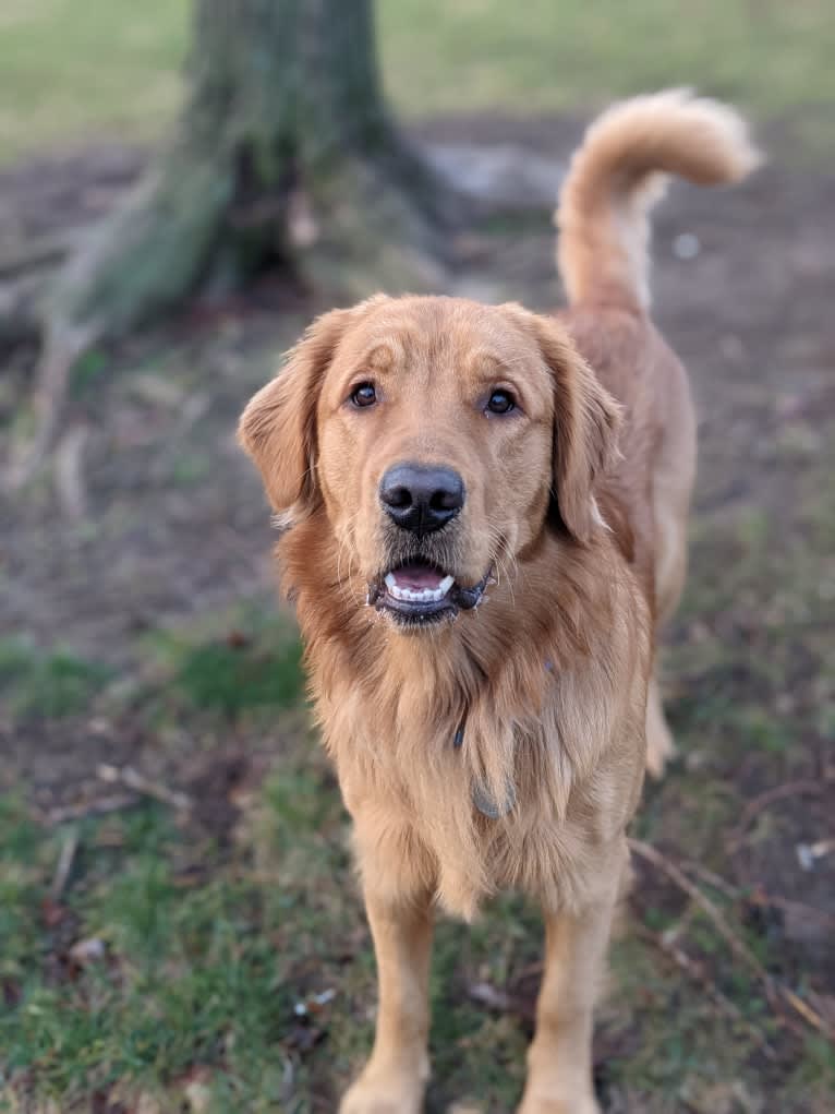 Pierre-luc, a Golden Retriever tested with EmbarkVet.com