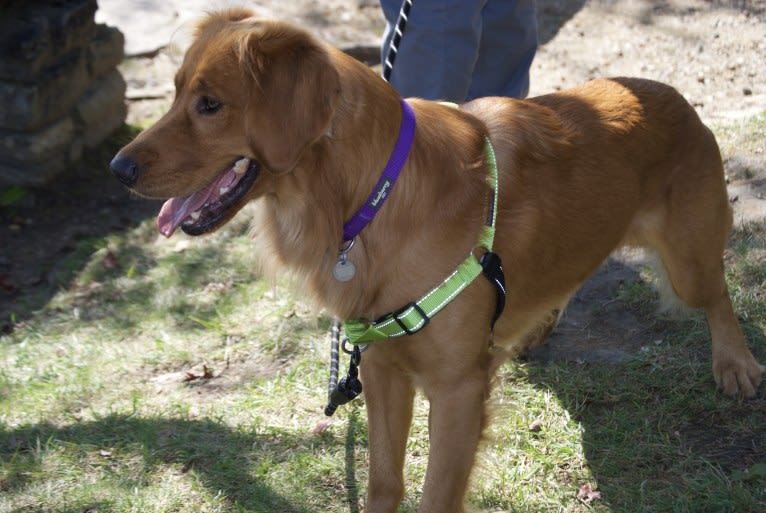 Ron, a Golden Retriever tested with EmbarkVet.com