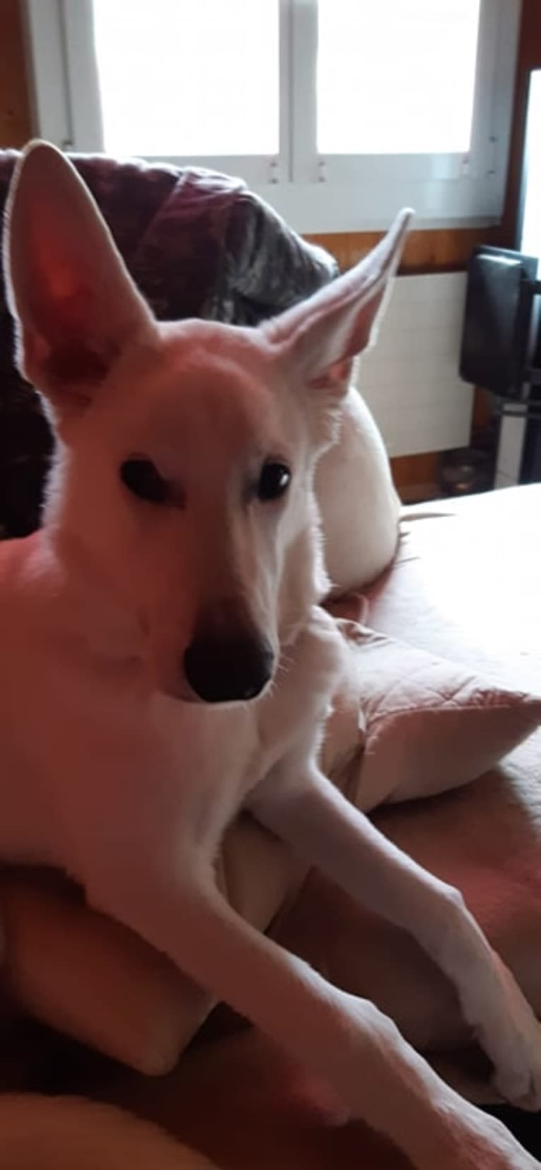 ARAGORN VON WHITE NOBLESS, a White Shepherd tested with EmbarkVet.com