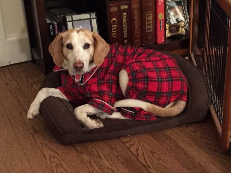 Lizzie, an American Foxhound tested with EmbarkVet.com