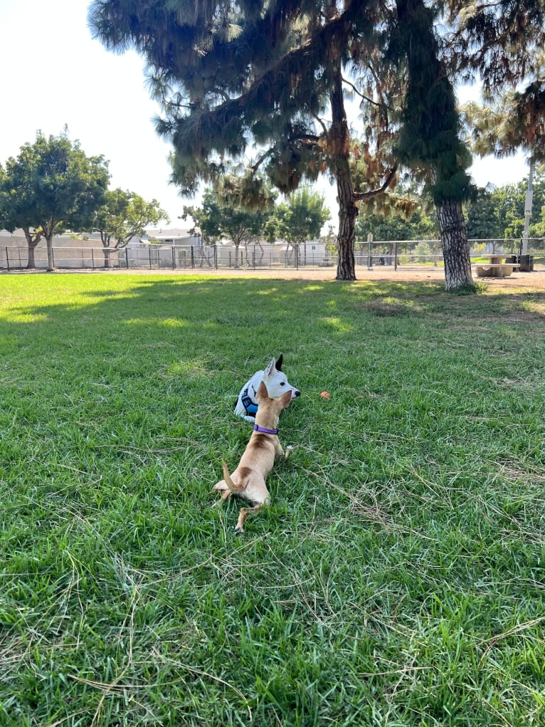 Luke Skywalker, an Australian Cattle Dog and Rat Terrier mix tested with EmbarkVet.com