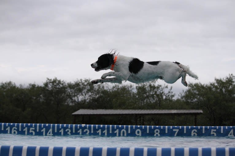 Tag, an English Springer Spaniel tested with EmbarkVet.com