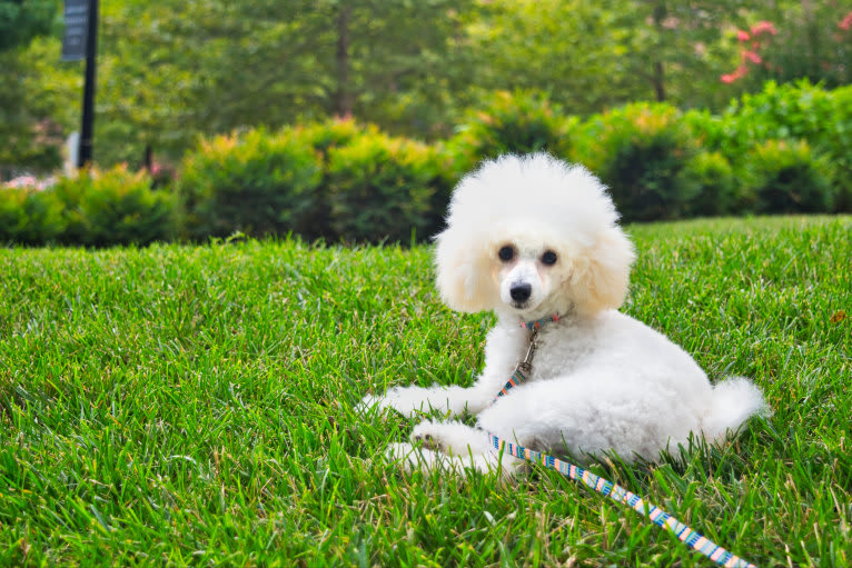 GiGi L'Amour, a Poodle (Small) tested with EmbarkVet.com