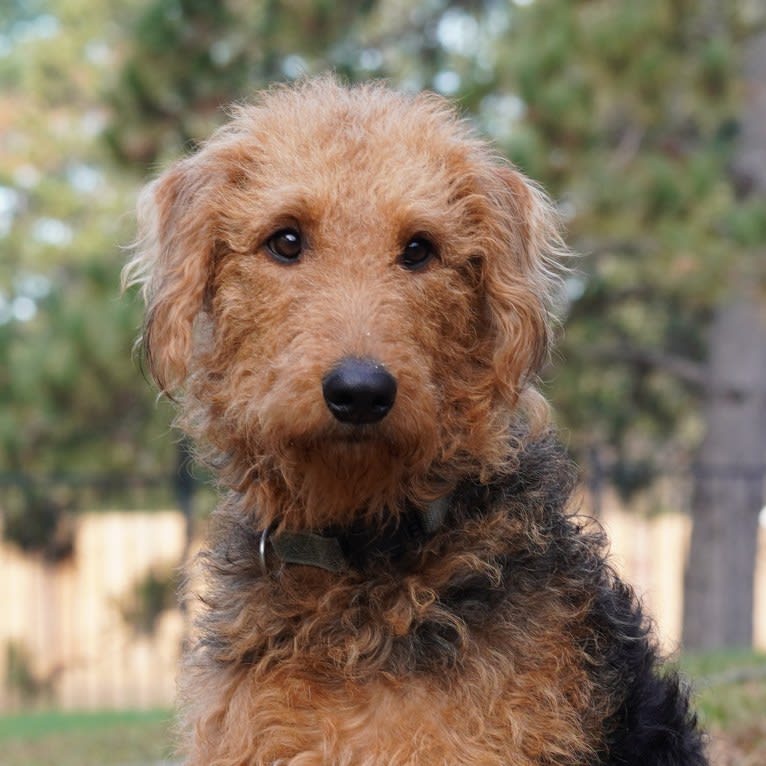 Louie, an Airedale Terrier tested with EmbarkVet.com