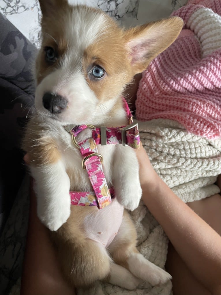 Sydney, a Pembroke Welsh Corgi tested with EmbarkVet.com