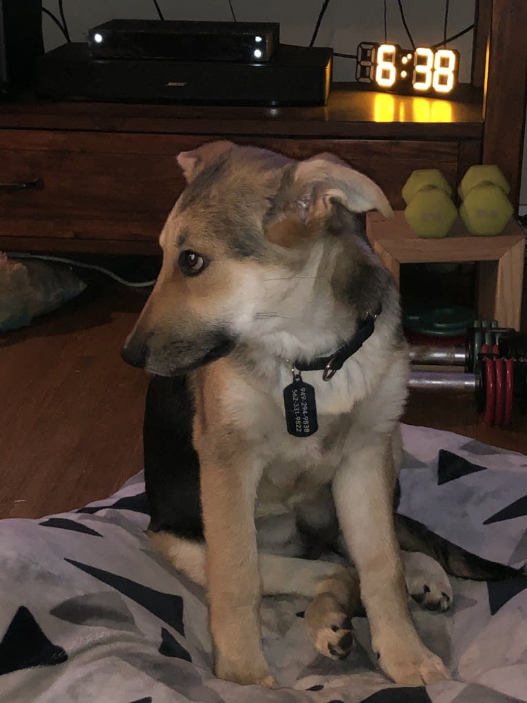 Shainee, a German Shepherd Dog and Australian Cattle Dog mix tested with EmbarkVet.com