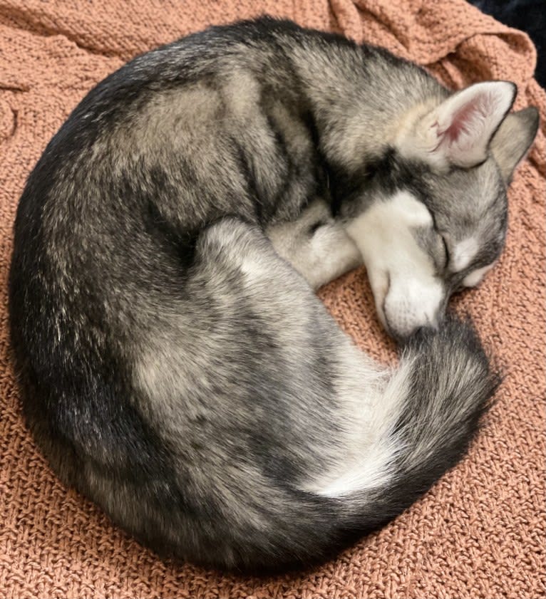 Aieva, an Alaskan Klee Kai tested with EmbarkVet.com