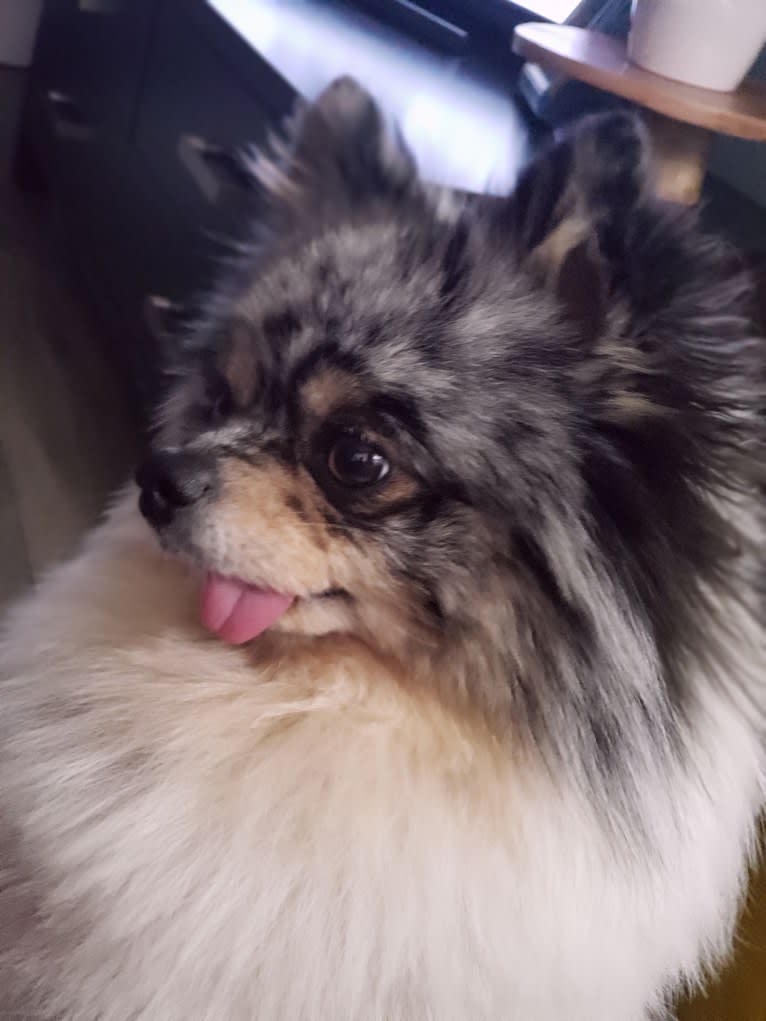 Fred, a Pomeranian and Pekingese mix tested with EmbarkVet.com