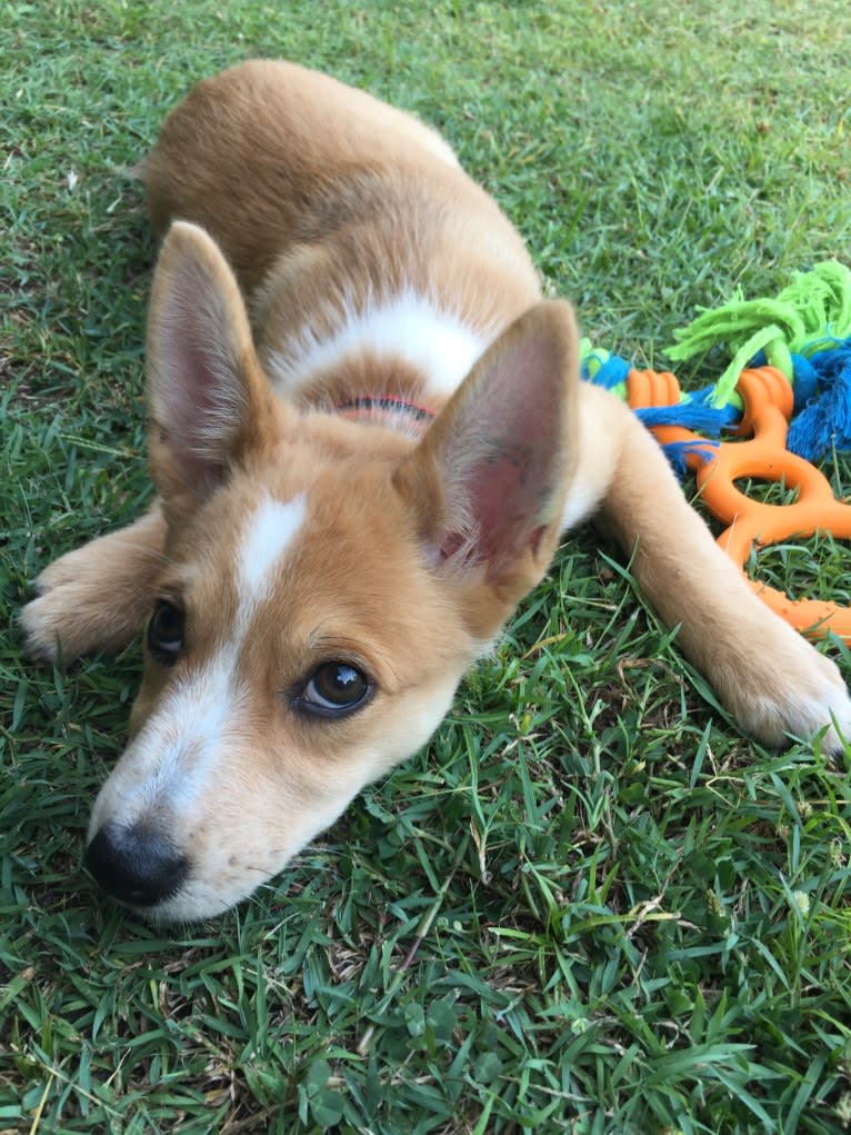 Chamonix, an Australian Cattle Dog and Australian Kelpie mix tested with EmbarkVet.com