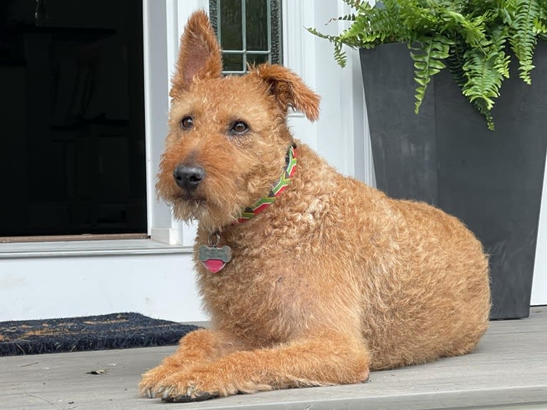 Oakley, an Irish Terrier tested with EmbarkVet.com