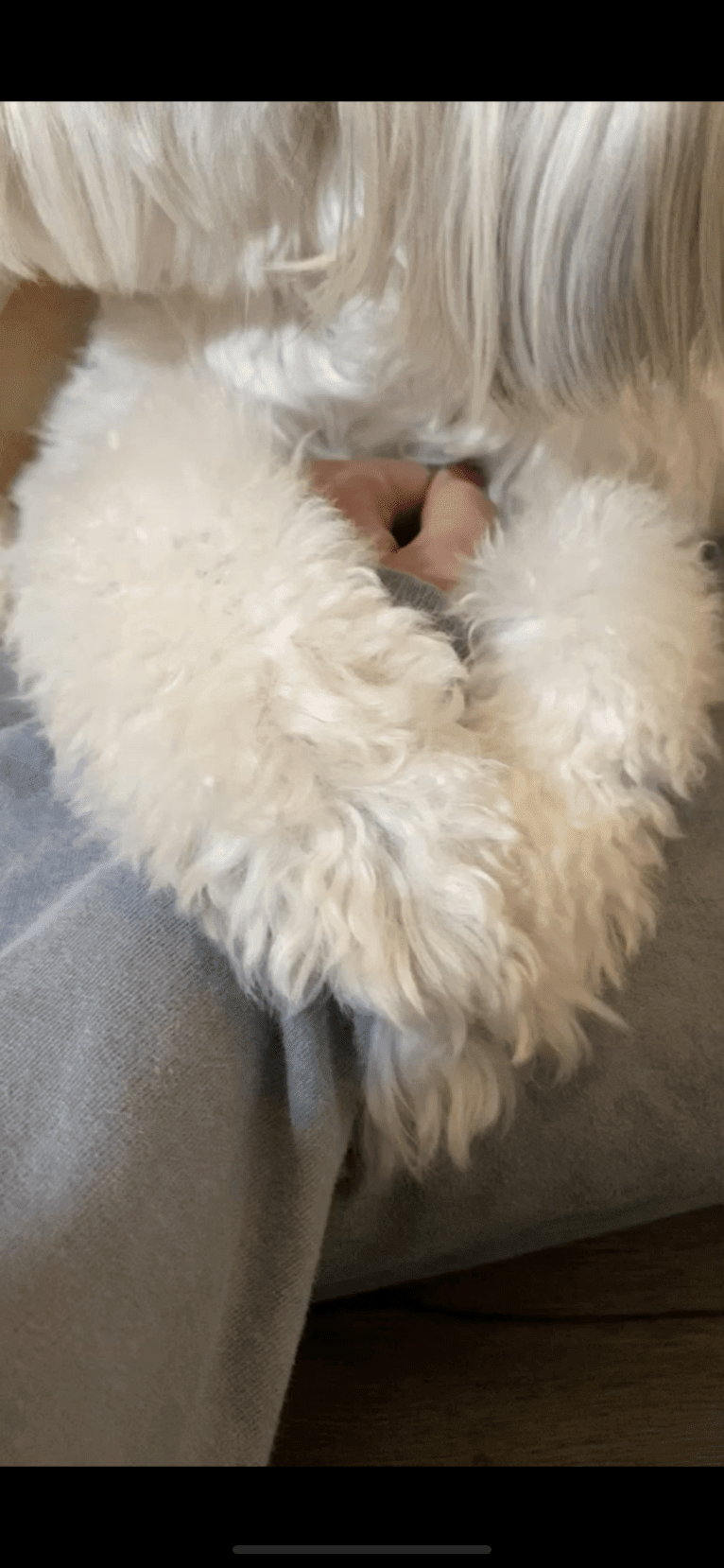 Jack, a Chinese Crested tested with EmbarkVet.com