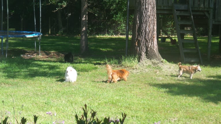 Lassie, a Pomeranian and Rat Terrier mix tested with EmbarkVet.com