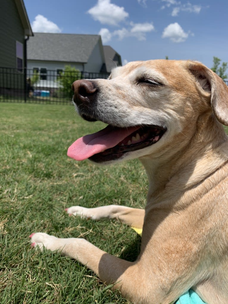 Kimber, an American Pit Bull Terrier and Cocker Spaniel mix tested with EmbarkVet.com