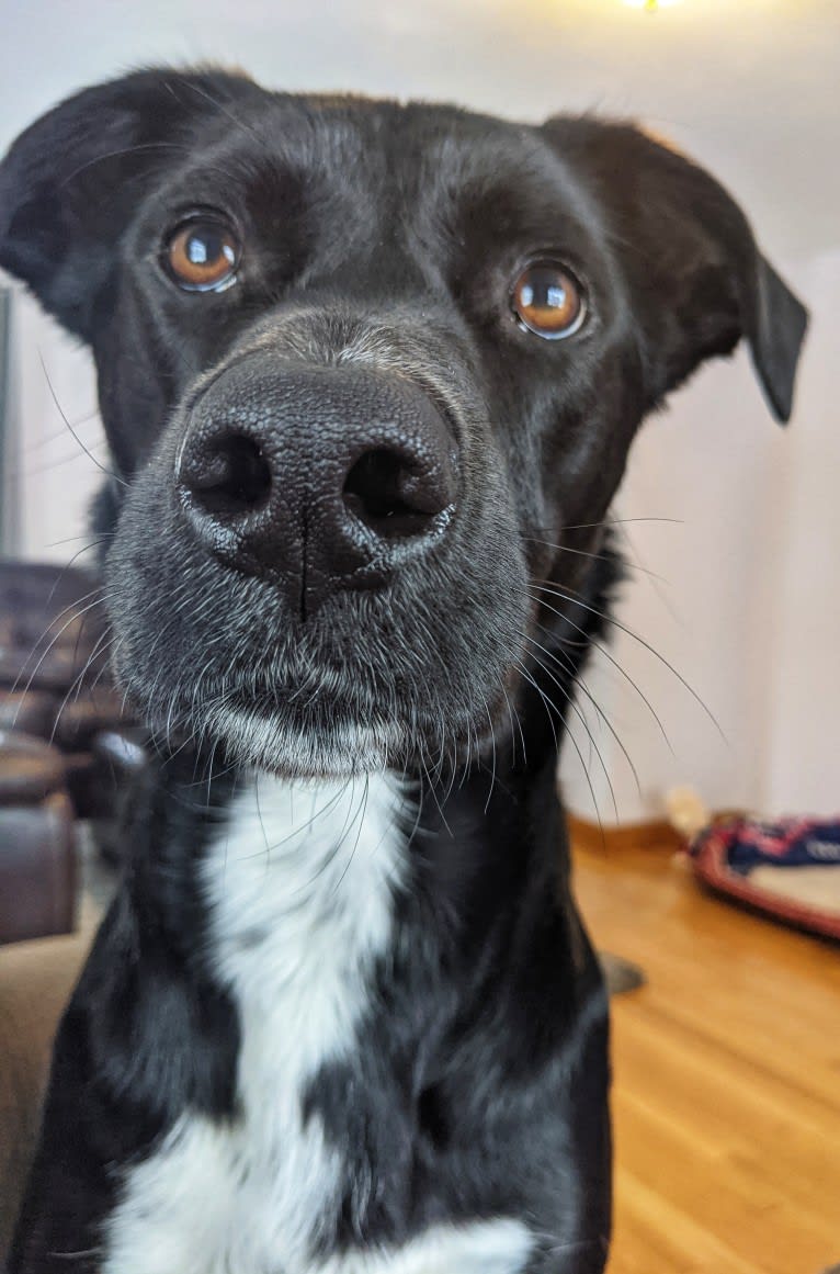 Kopa, an Australian Shepherd and American Pit Bull Terrier mix tested with EmbarkVet.com