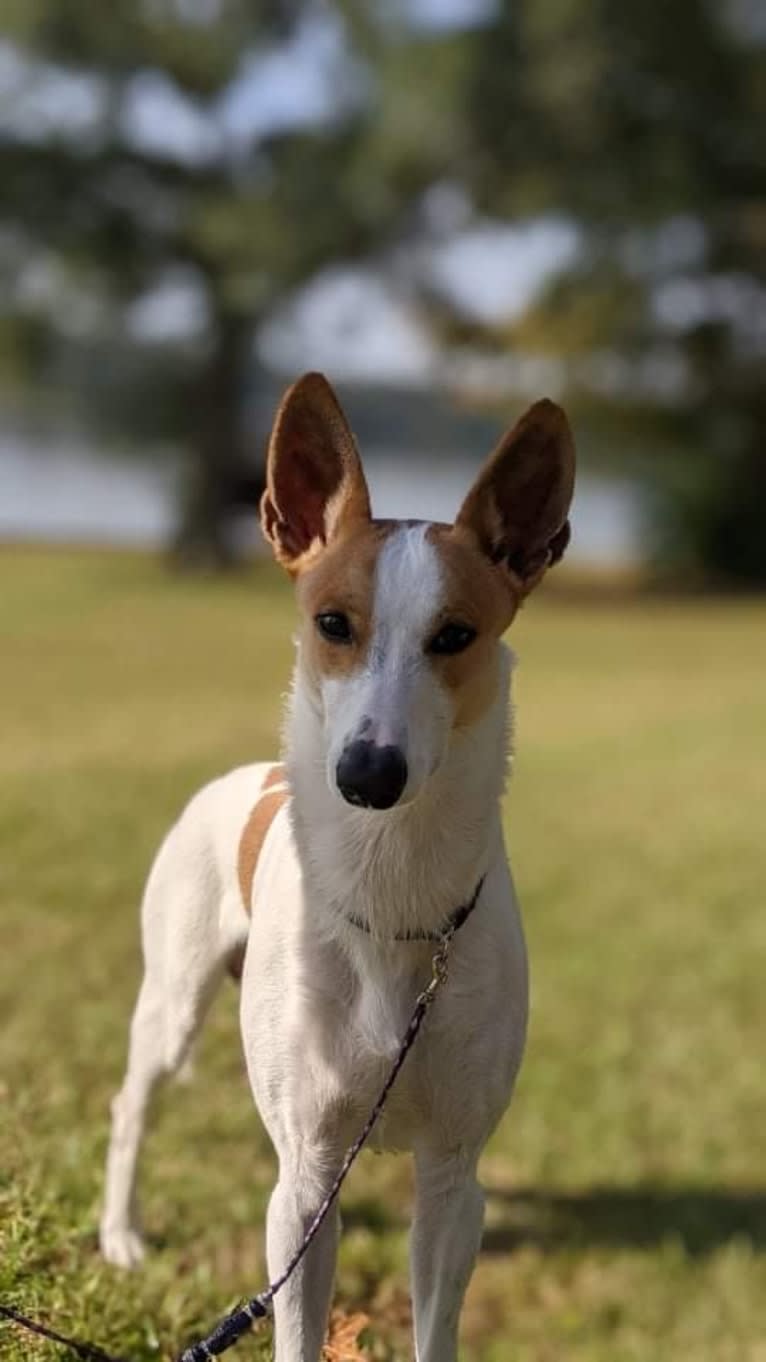 Banbury Cross Berlin, a Carolina Dog tested with EmbarkVet.com