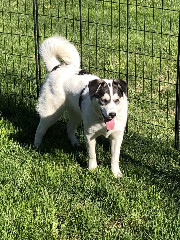 Holly, an American Pit Bull Terrier and American Eskimo Dog mix tested with EmbarkVet.com