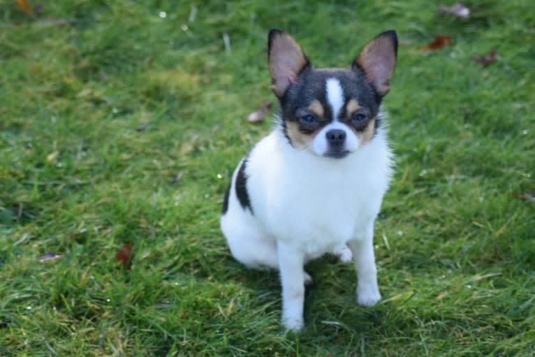 Cypress, a Chihuahua tested with EmbarkVet.com