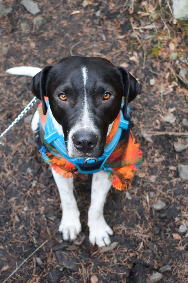 Odis, an American Pit Bull Terrier and Labrador Retriever mix tested with EmbarkVet.com