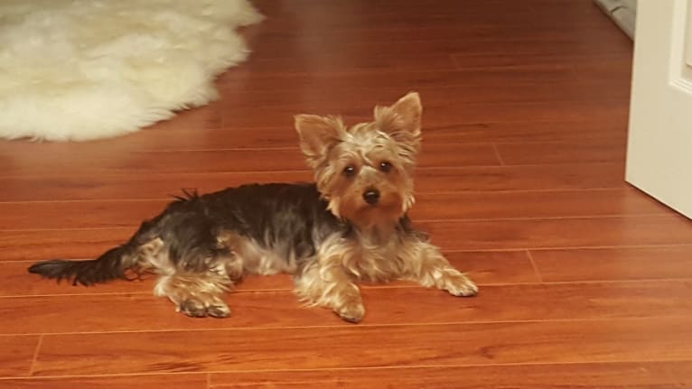 Chibi Chewy Awaya, a Yorkshire Terrier tested with EmbarkVet.com