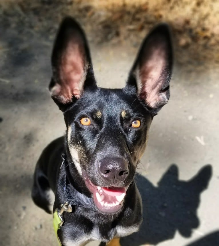 Buddy, a German Shepherd Dog and Weimaraner mix tested with EmbarkVet.com