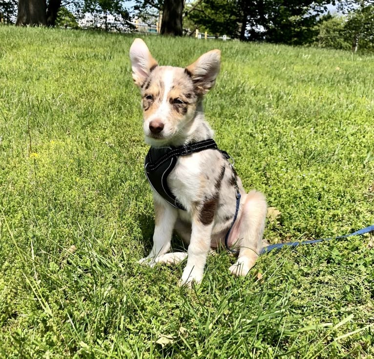 Zuula, an Australian Shepherd and Australian Cattle Dog mix tested with EmbarkVet.com