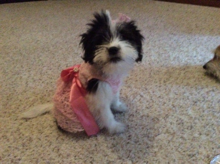 Winham’s “DollyBelle” of Rocky Mountain Cotons, a Coton de Tulear tested with EmbarkVet.com