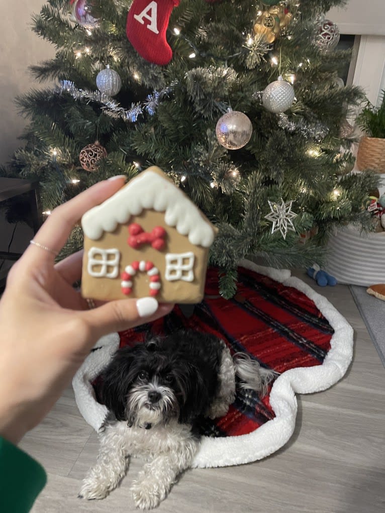 Boba, a Shih Tzu and Poodle (Small) mix tested with EmbarkVet.com