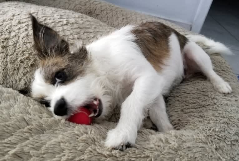 Pippin, a French Bulldog and West Highland White Terrier mix tested with EmbarkVet.com