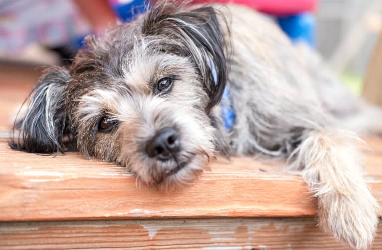 Merlin, a Miniature Schnauzer and Shih Tzu mix tested with EmbarkVet.com