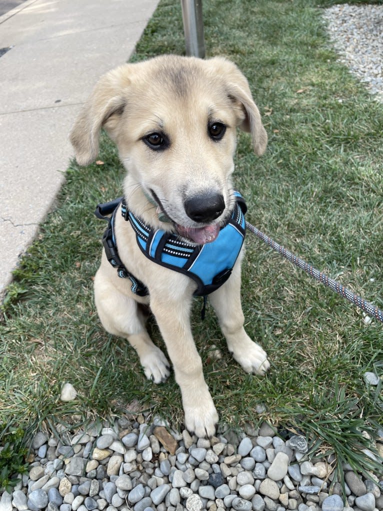 Sadie, a Great Pyrenees and German Shepherd Dog mix tested with EmbarkVet.com